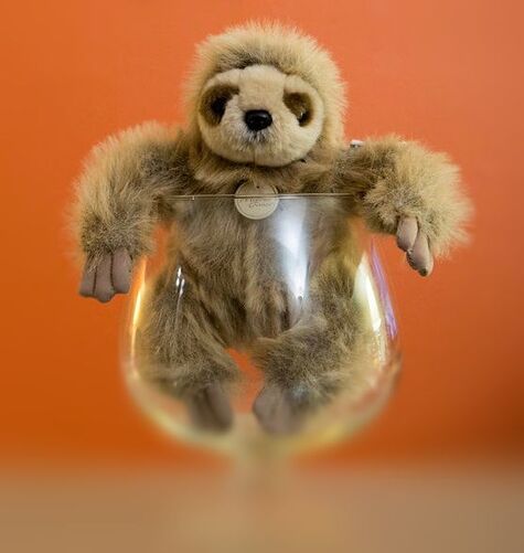 A stuffed animal three toed sloth sits inside of a glass container with an orange background.